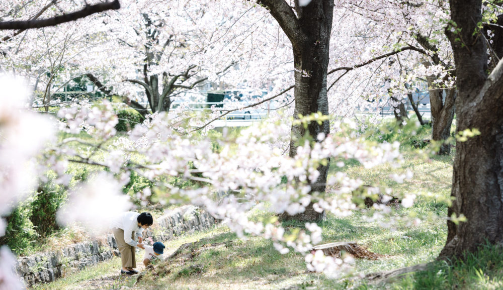 桜と日常撮影